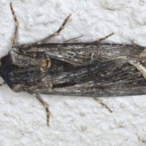 Agrotis munda at Ainslie, ACT - 19 Jun 2020