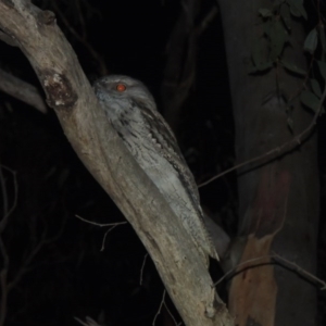 Podargus strigoides at Yarralumla, ACT - 29 Feb 2020 10:29 PM