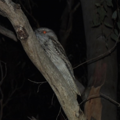 Podargus strigoides (Tawny Frogmouth) at Stirling Park - 29 Feb 2020 by michaelb