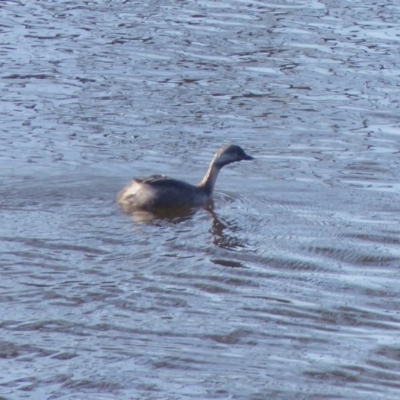 Poliocephalus poliocephalus (Hoary-headed Grebe) at Bega, NSW - 18 Jun 2020 by MatthewHiggins