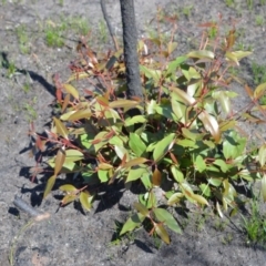 Corymbia gummifera (Red Bloodwood) at Parma Creek Nature Reserve - 20 Feb 2020 by plants