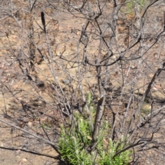 Banksia spinulosa var. spinulosa (Hairpin Banksia) at Parma Creek Nature Reserve - 19 Feb 2020 by plants