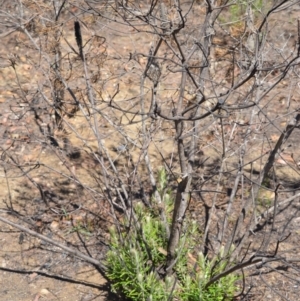 Banksia spinulosa var. spinulosa at Yerriyong, NSW - 20 Feb 2020