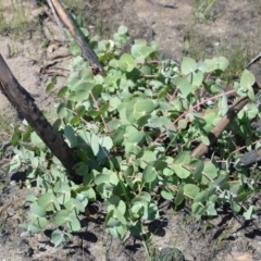 Eucalyptus sturgissiana (Ettrema Mallee) at Tianjara, NSW - 20 Feb 2020 by plants