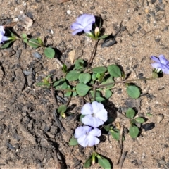 Brunoniella pumilio (Dwarf Blue Trumpet) at Yerriyong, NSW - 1 Mar 2020 by plants