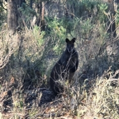 Wallabia bicolor (Swamp Wallaby) at QPRC LGA - 20 Jun 2020 by Speedsta