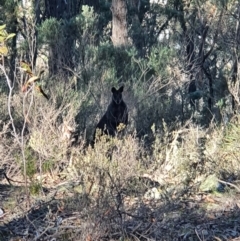 Wallabia bicolor at Jerrabomberra, NSW - 20 Jun 2020