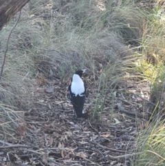 Gymnorhina tibicen (Australian Magpie) at Queanbeyan West, NSW - 14 Jun 2020 by Speedsta