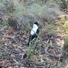 Gymnorhina tibicen at Queanbeyan West, NSW - 14 Jun 2020