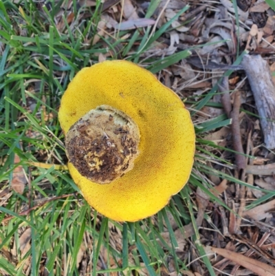 zz bolete at QPRC LGA - 4 May 2020 by Speedsta