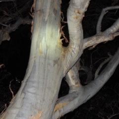 Eucalyptus rossii (Inland Scribbly Gum) at Stirling Park - 29 Feb 2020 by michaelb