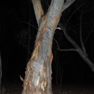 Eucalyptus rossii at Yarralumla, ACT - 29 Feb 2020