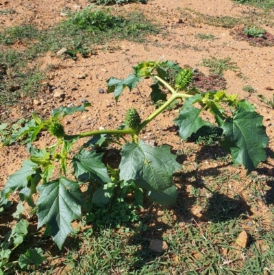 Datura stramonium (Common Thornapple) at Queanbeyan West, NSW - 15 Apr 2020 by Speedsta