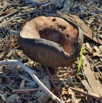 Unidentified Cup or disk - with no 'eggs' at Queanbeyan West, NSW - 15 Apr 2020 by Speedsta