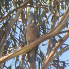 Callocephalon fimbriatum (Gang-gang Cockatoo) at Hackett, ACT - 20 Jun 2020 by GeoffRobertson