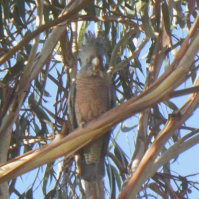 Callocephalon fimbriatum (Gang-gang Cockatoo) at Yarramundi Grassland
 - 20 Jun 2020 by GeoffRobertson