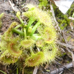 Drosera sp. at Murrumbateman, NSW - 20 Jun 2020