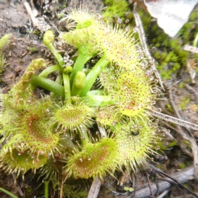Drosera (genus) (A Sundew) at Murrumbateman, NSW - 20 Jun 2020 by GeoffRobertson