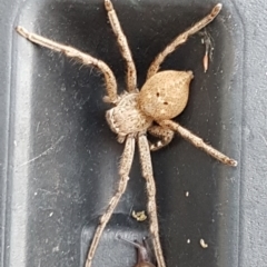 Neosparassus calligaster (Beautiful Badge Huntsman) at Holt, ACT - 20 Jun 2020 by trevorpreston