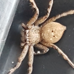 Neosparassus calligaster at Holt, ACT - 20 Jun 2020