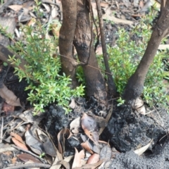 Leptospermum polygalifolium (Tantoon) at Boolijah, NSW - 8 Mar 2020 by plants