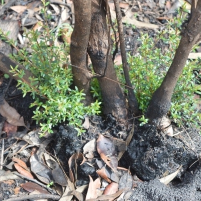 Leptospermum polygalifolium (Tantoon) at Boolijah, NSW - 8 Mar 2020 by plants