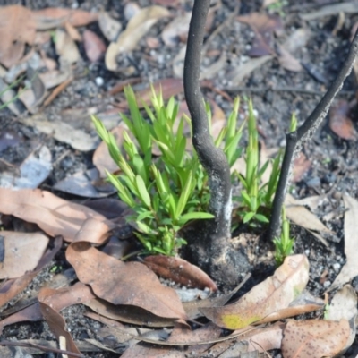 Leucopogon affinis (Lance Beard-heath) at Boolijah, NSW - 8 Mar 2020 by plants