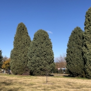 Cupressus sempervirens at Hughes, ACT - 18 Jun 2020 09:59 AM