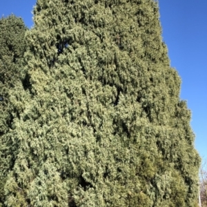 Cupressus sempervirens at Hughes, ACT - 18 Jun 2020