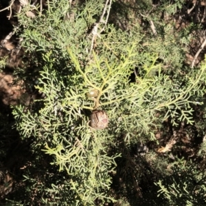 Cupressus sempervirens at Hughes, ACT - 18 Jun 2020 09:59 AM