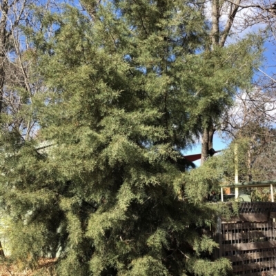 Cupressus sp. (A Cypress) at Hughes, ACT - 17 Jun 2020 by ruthkerruish