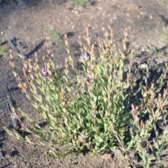 Melaleuca thymifolia (Thyme Honey-myrtle) at Parma Creek Nature Reserve - 14 Jun 2020 by plants