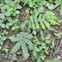 Acacia yalwalensis (Yalwal Wattle) at Yalwal, NSW - 6 May 2020 by plants