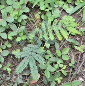 Acacia yalwalensis at Yalwal, NSW - 6 May 2020