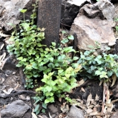 Backhousia myrtifolia (Carrol, Grey Myrtle, Cinnamon Myrtle) at Yalwal, NSW - 6 May 2020 by plants