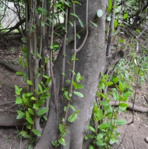 Ficus coronata at Yalwal, NSW - 6 May 2020 11:58 PM