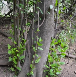 Ficus coronata at Yalwal, NSW - 6 May 2020
