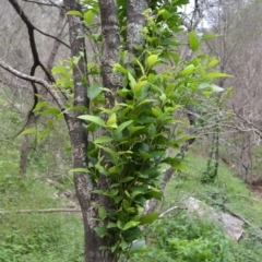 Notelaea longifolia (Long-Leaved Mock Olive) at Yalwal, NSW - 6 May 2020 by plants