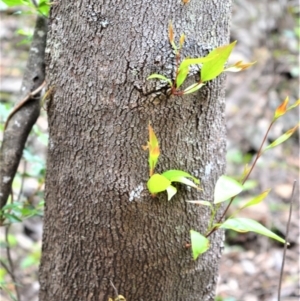 Stenocarpus salignus at Yalwal, NSW - 6 May 2020