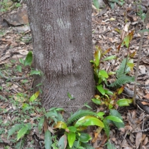 Stenocarpus salignus at Yalwal, NSW - 6 May 2020