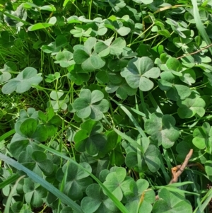 Oxalis sp. at Oaks Estate, ACT - 30 May 2020