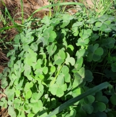 Oxalis sp. at Oaks Estate, ACT - 30 May 2020 11:20 AM