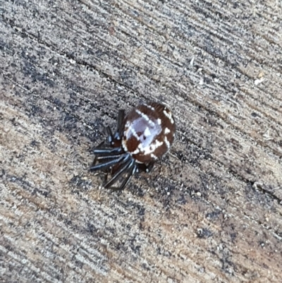 Steatoda capensis (South African cupboard spider) at Queanbeyan West, NSW - 30 May 2020 by Speedsta