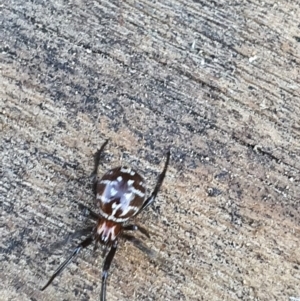 Steatoda capensis at Queanbeyan West, NSW - 30 May 2020