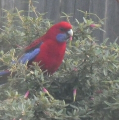 Platycercus elegans (Crimson Rosella) at Ngunnawal, ACT - 22 May 2020 by GeoffRobertson