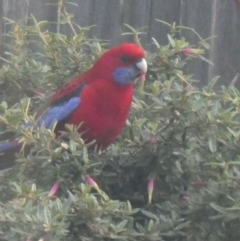 Platycercus elegans (Crimson Rosella) at Ngunnawal, ACT - 21 May 2020 by GeoffRobertson