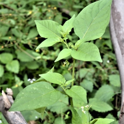 Solanum nodiflorum (Glossy Nightshade) at Yalwal, NSW - 6 May 2020 by plants