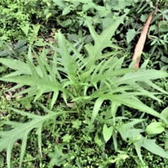 Solanum aviculare (Kangaroo Apple) at Yalwal, NSW - 6 May 2020 by plants