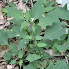 Solanum nigrum (Black Nightshade) at Yalwal, NSW - 6 May 2020 by plants