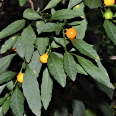 Solanum pseudocapsicum (Jerusalem Cherry, Madeira Cherry) at Yalwal, NSW - 27 May 2020 by plants